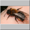 Andrena clarkella - Sandbiene w09.jpg